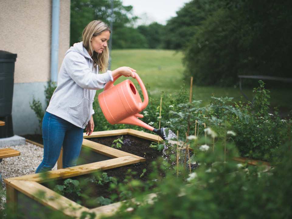 En kvinna vattnar växter i en odlingslåda utomhus.