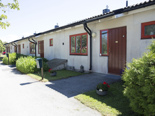 Taggsvampen